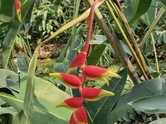 -中国科学院西双版纳热带植物园