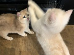 -东方名猫馆·英短金渐层布偶猫舍(环线广场1号楼店)