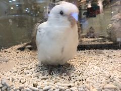 -momokira米努特·德文卷毛猫·棉花面纱犬