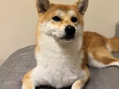 -瑞鹏宠物医院·骨科·猫科·内科(第一中心)