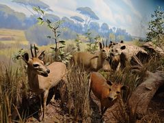 -陕西自然博物馆