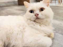 -楼上猫咖(罗湖店)