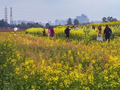 -三圣花乡旅游区
