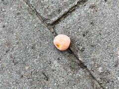 -三里屯东五街银杏大道