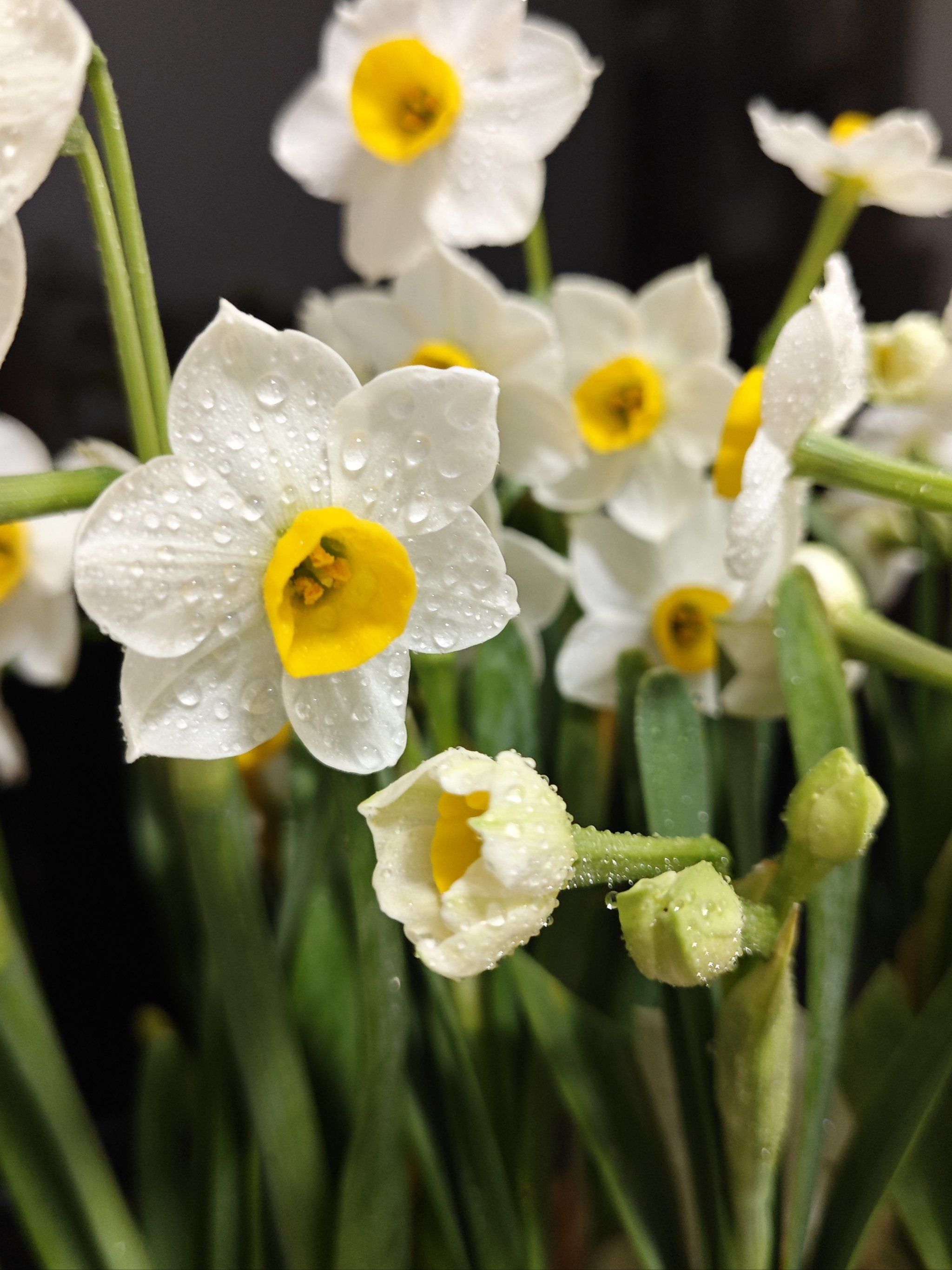 水仙花ヾ(●´∇`●)ﾉ哇