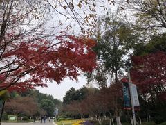-青枫公园