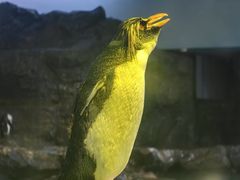 -新加坡飞禽公园