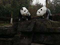-都江堰中华大熊猫苑