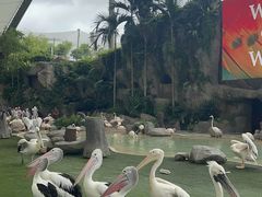 -新加坡飞禽公园