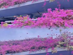 -深圳仙湖植物园