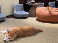 -逗柴咖啡屋·狗咖猫咖宠物桌游
