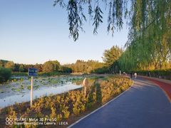 -大兴滨河森林公园