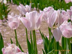 -北京国际鲜花港