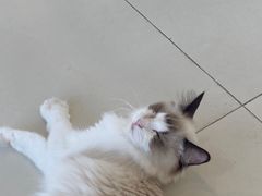 -怪兽屋·羊驼·猫咖·狗咖(俊华广场店)