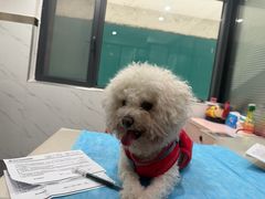 -伟伟宠物医院·CT影像中心·瑞派犬猫综合性门诊(汉口总院)