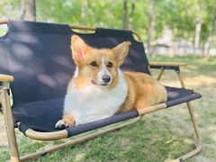 -爪吧宠物乐园 (温榆河示范区店)