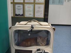 -博特宠物医院24h犬猫全科.骨科·异宠