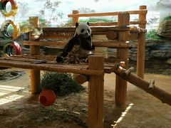 -西霞口神雕山野生动物世界