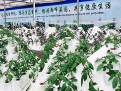 -上海都市菜园