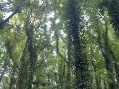 -海南热带雨林国家公园吊罗山景区
