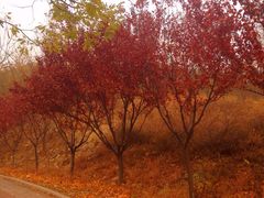 -山东艺术学院(长清校区)