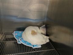 -创凡宠物医院·骨专科  猫科中心(西乡分院)