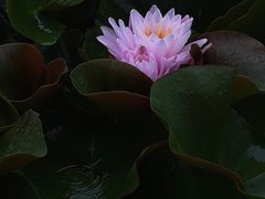 -陶辛水韵