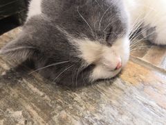 -猫咪博物馆(顶澳仔猫街店)