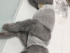 -宠福鑫康馨动物医院·骨科·眼科