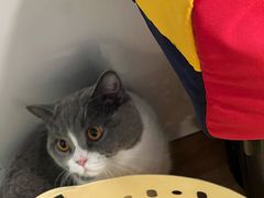 -瑞鹏宠物医院·夜间急症·心超·猫科(祖庙分店)