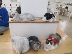 -李小姐の猫咖啡馆(五角场店)