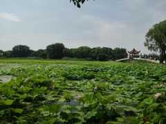 -洪湖生态旅游区