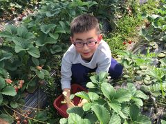 -胜丰草莓采摘园