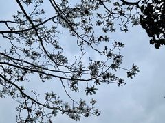 -嘉定紫藤园