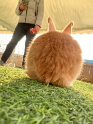 点击看大图 -萌宠亲子动物乐园(槐房万达店)