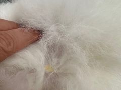 -萌宠之家·腊肠犬·马尔泰·小体犬舍