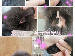 -宠小格时尚宠物生活馆(唐镇店)