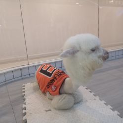 -Moni星球萌宠·小马宝莉·灵蛇·高端高阶全萌宠互动体验俱乐部(红豆国际广场店)