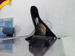 -汪喵宠物医院·骨科心脏影像·犬猫急重症ICU诊疗中心(成华分院)