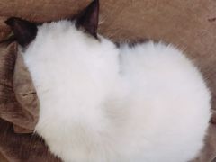 -猫色咖啡·猫咖