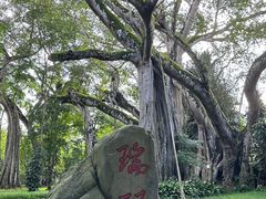 -瑞丽独树成林风景区