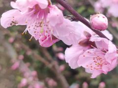 -南汇桃花村