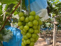 -马陆小张葡萄园农家乐