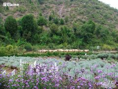 -紫海香堤香草艺术庄园