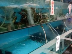 -高坎一品甲鱼庄(两河店)