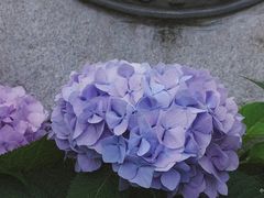 -合肥滨湖国家森林公园