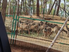 -秦皇岛野生动物园