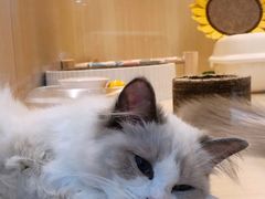 -momokira米努特·德文卷毛猫·棉花面纱犬