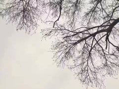 -珍巴奴毛肚牛肉小火锅(四惠店)