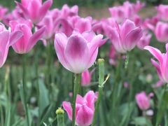 -石家庄市植物园